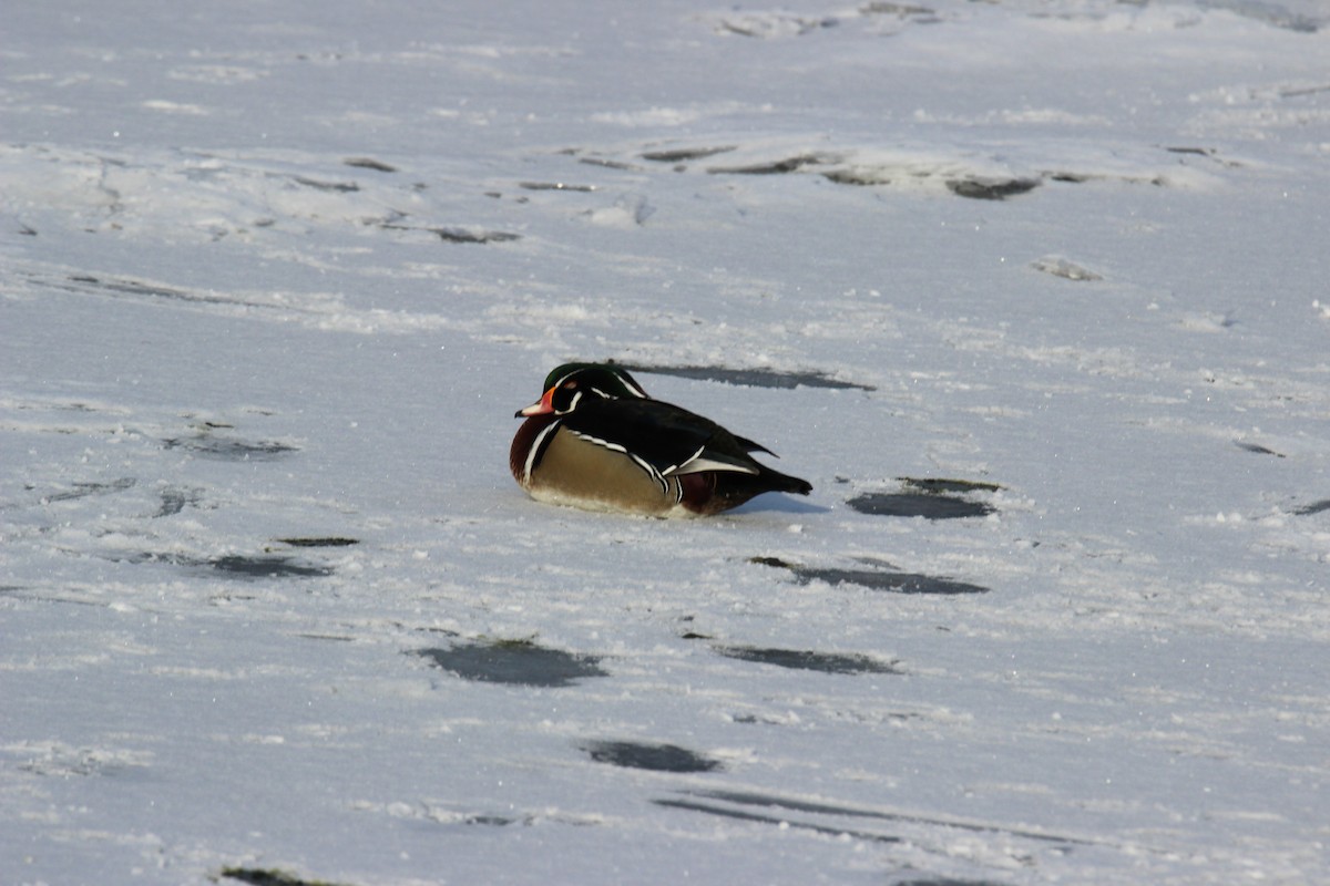 アメリカオシ - ML649181936