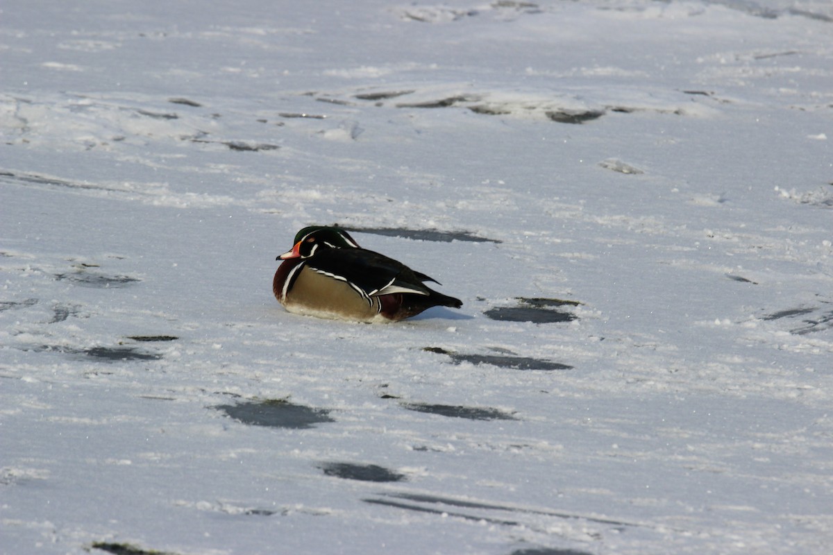 アメリカオシ - ML649181937