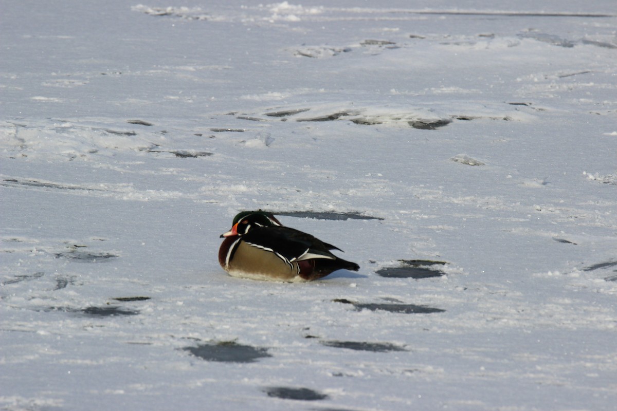 アメリカオシ - ML649181939