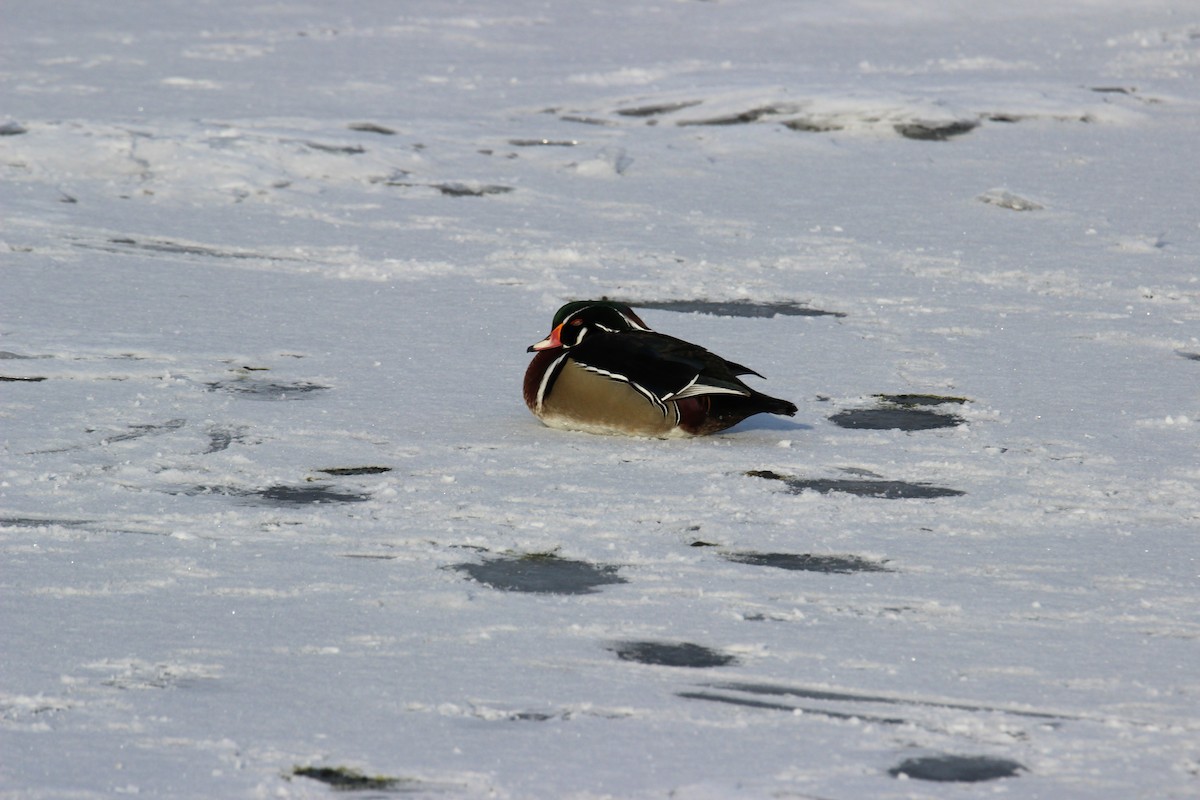 アメリカオシ - ML649181940