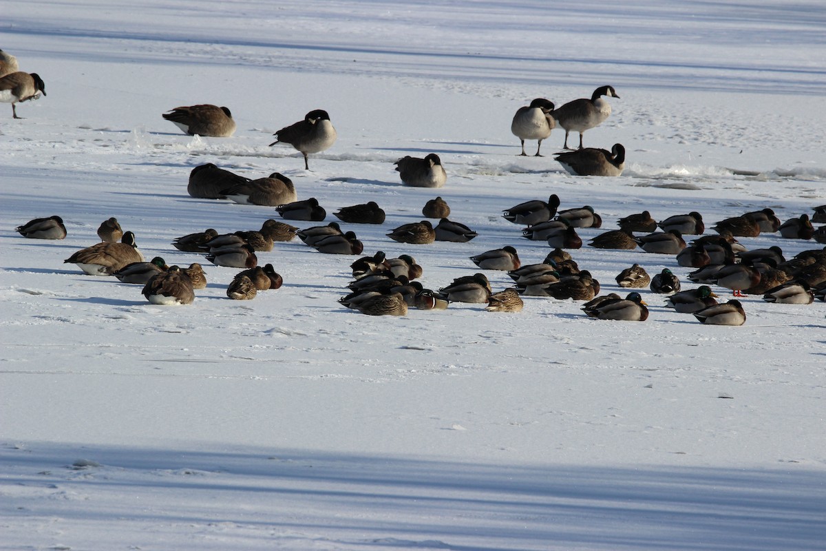 アメリカオシ - ML649181941