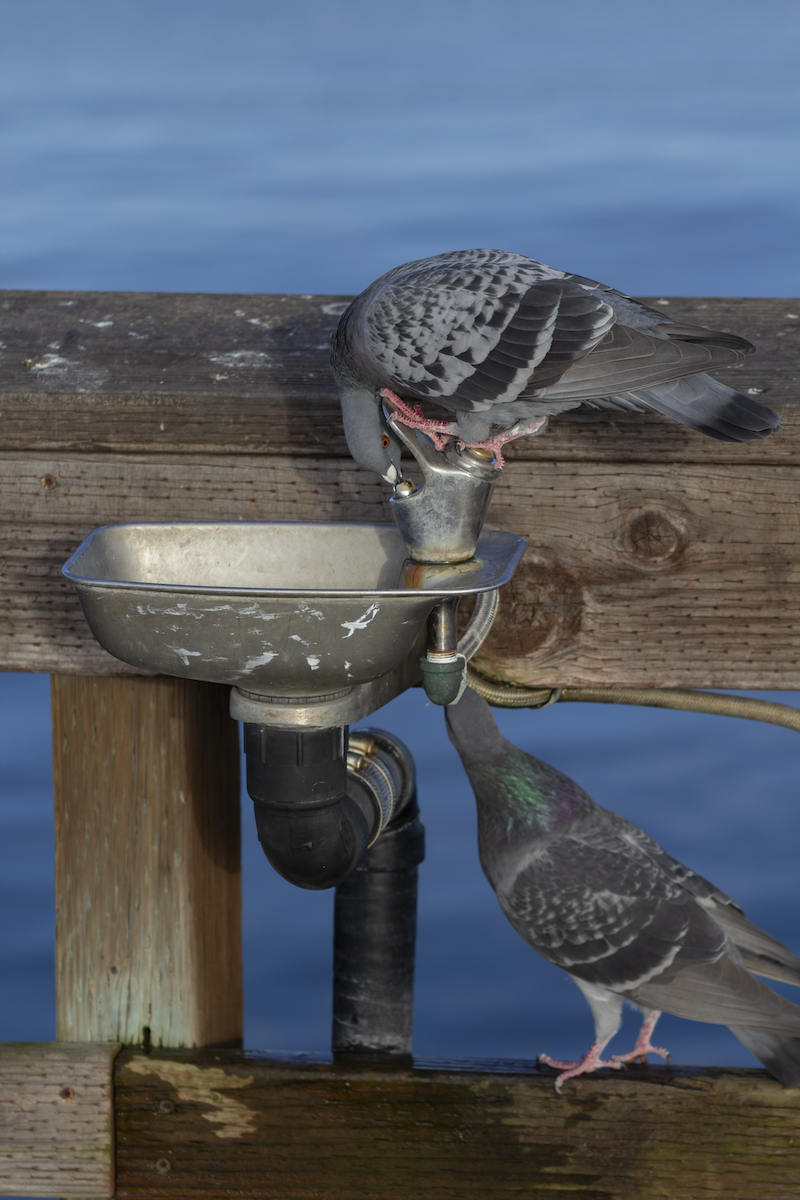 Rock Pigeon (Feral Pigeon) - ML649181943