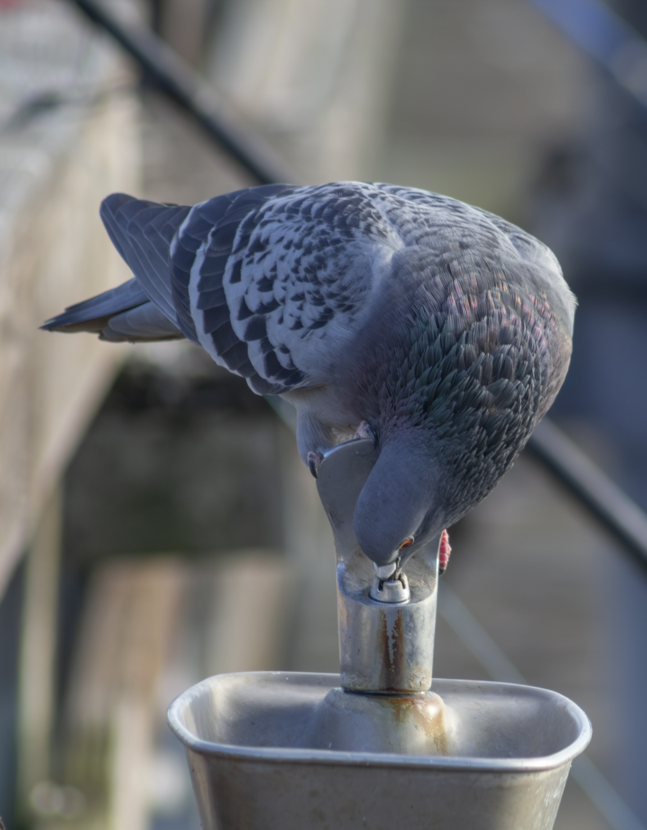 Rock Pigeon (Feral Pigeon) - ML649181944