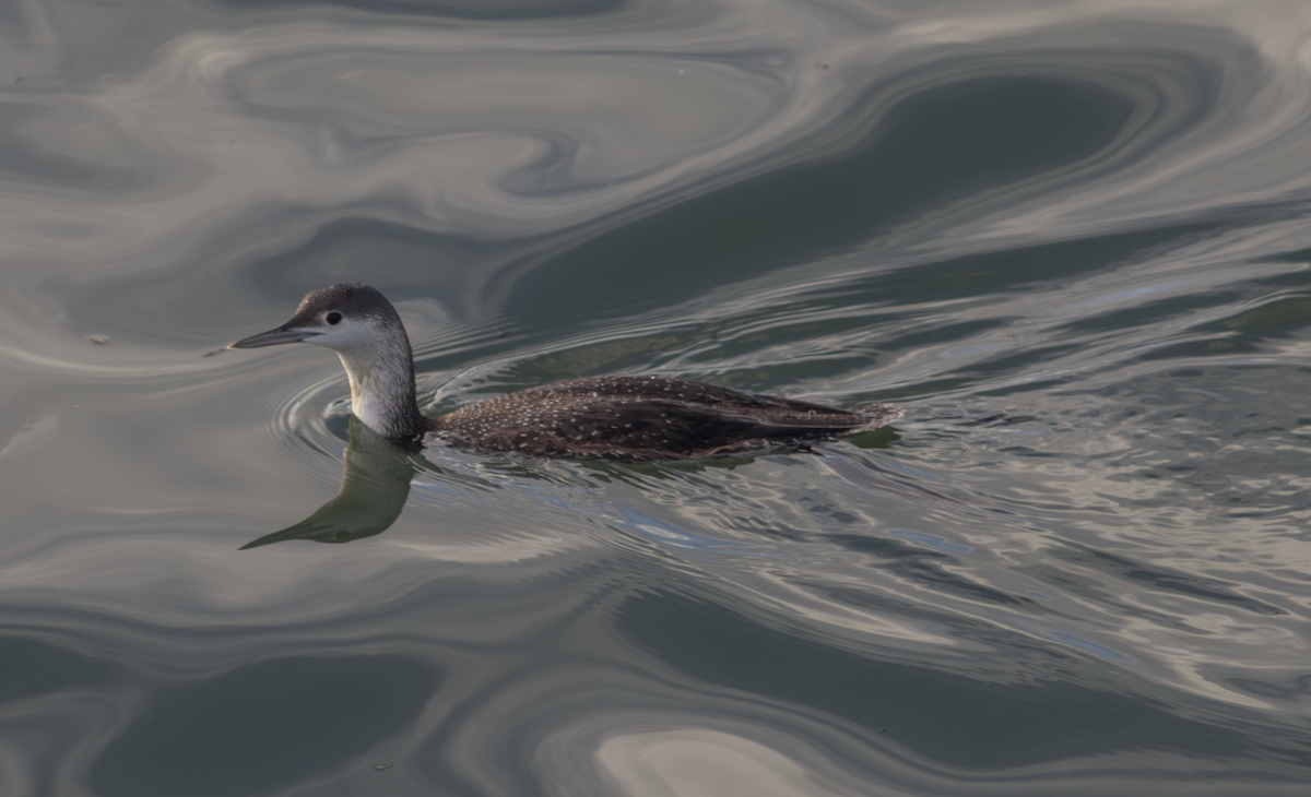 Red-throated Loon - ML649181955