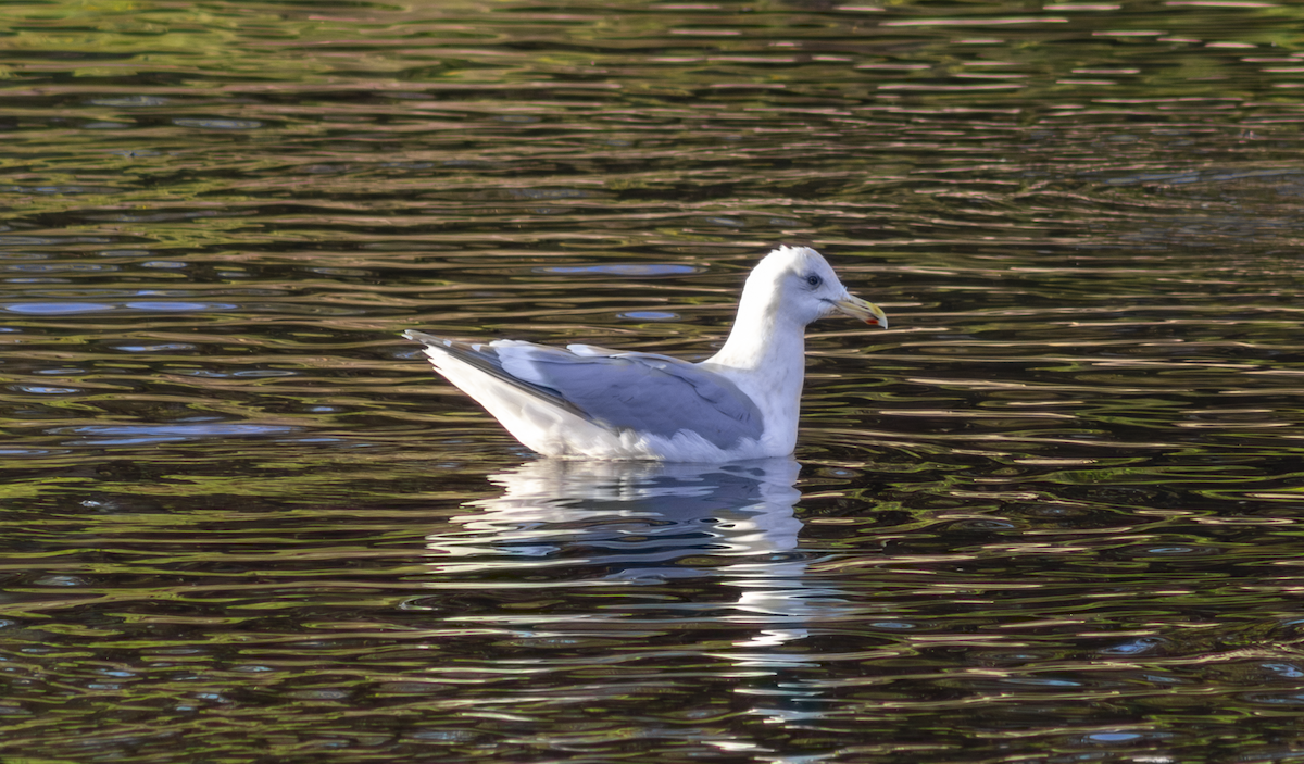 Glaucous-winged Gull - ML649181957