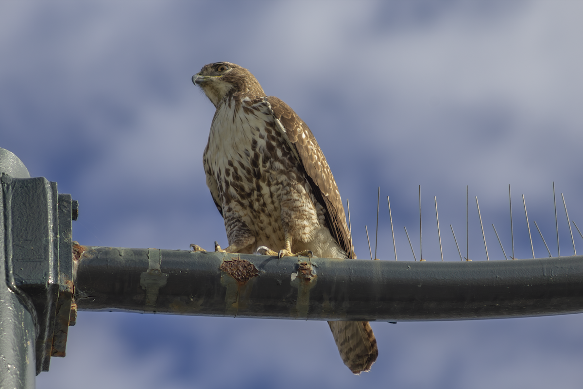 Red-tailed Hawk - ML649182000