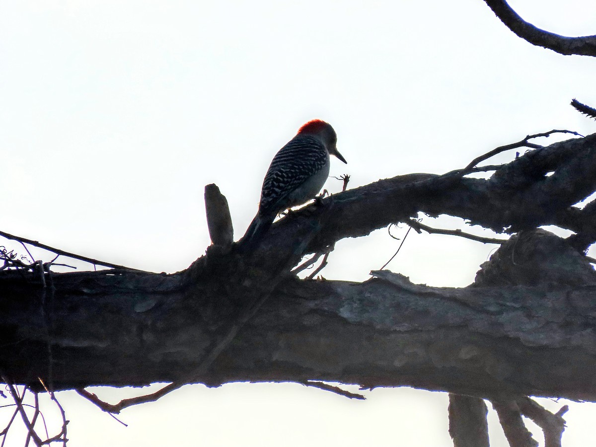 Red-bellied Woodpecker - ML649182105
