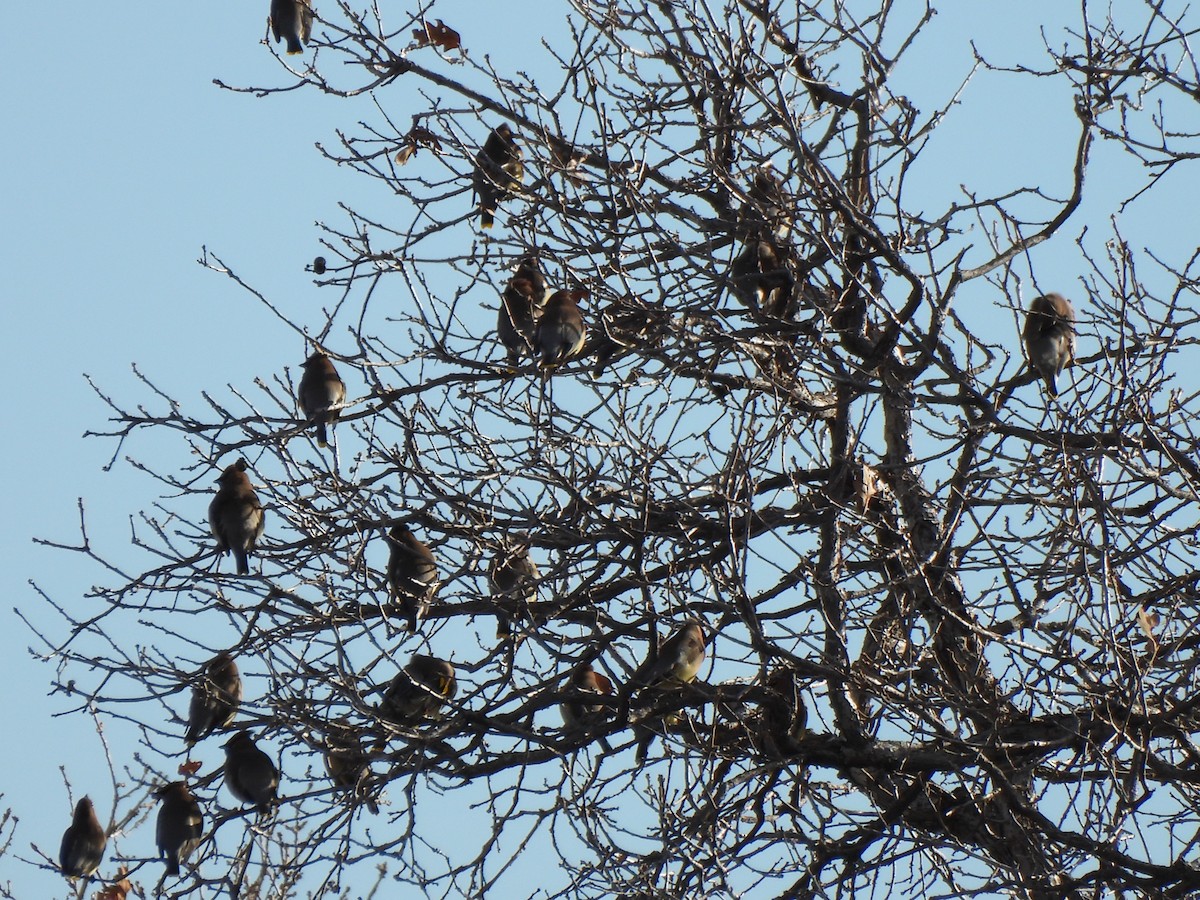 ציצנית אמריקנית - ML649182491