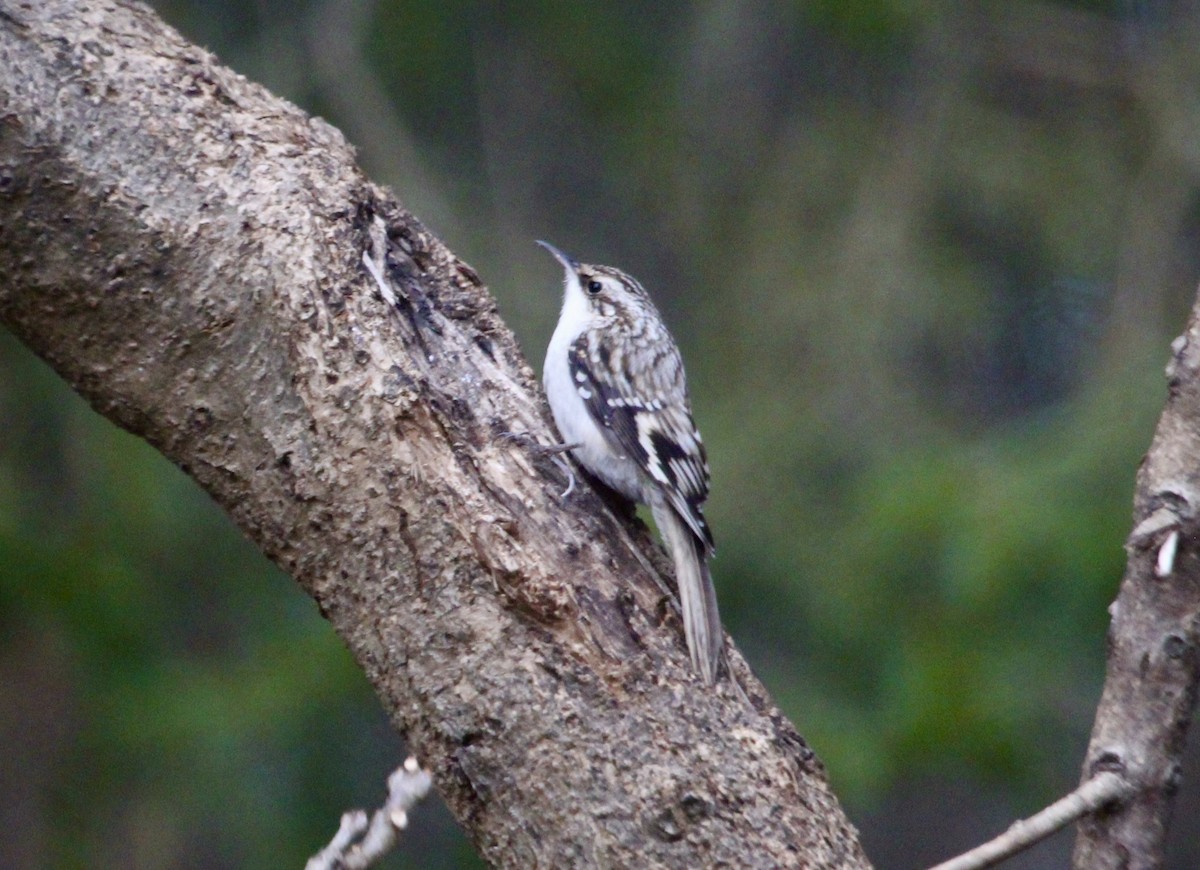 Brown Creeper - ML649182538