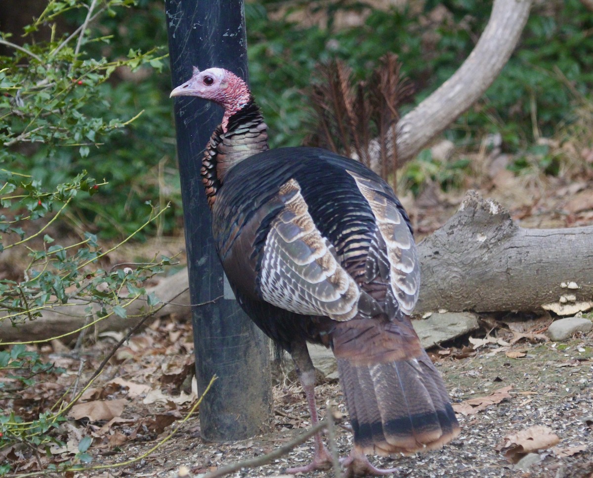 Wild Turkey - ML649182567