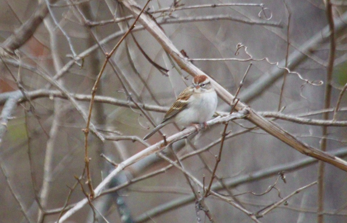Chipping Sparrow - ML649182595