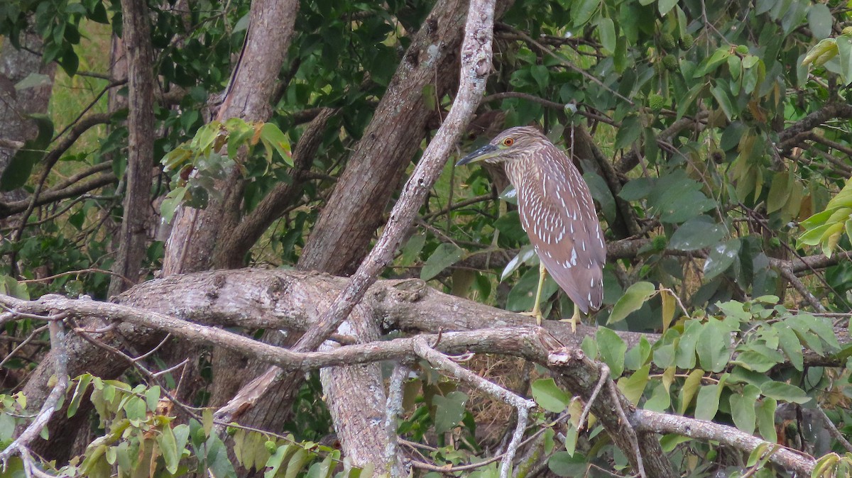 Nitticora - ML649182629