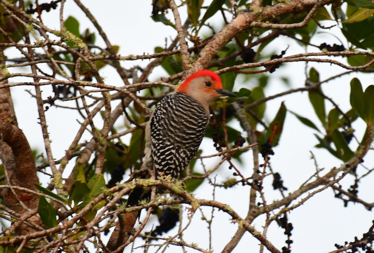 Red-bellied Woodpecker - ML649182636