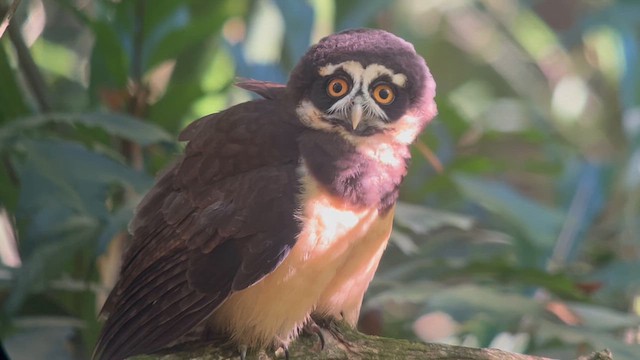 Spectacled Owl - ML649182748