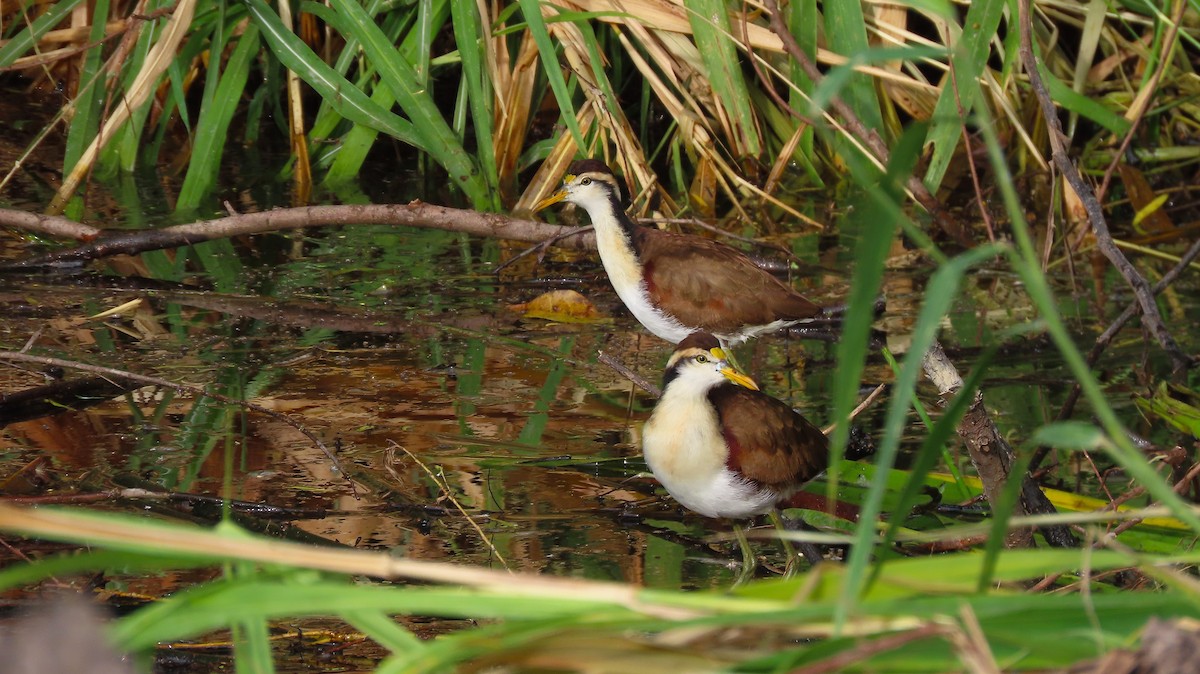 Northern Jacana - ML649182758