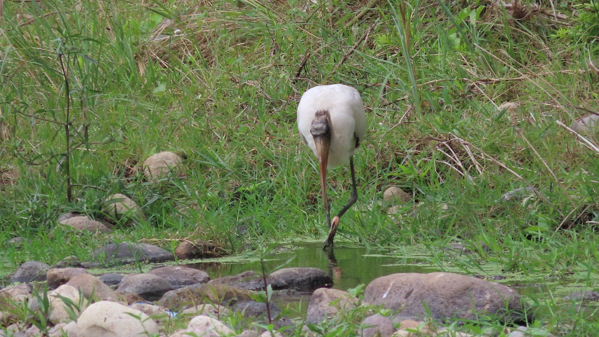 Wood Stork - ML649182779