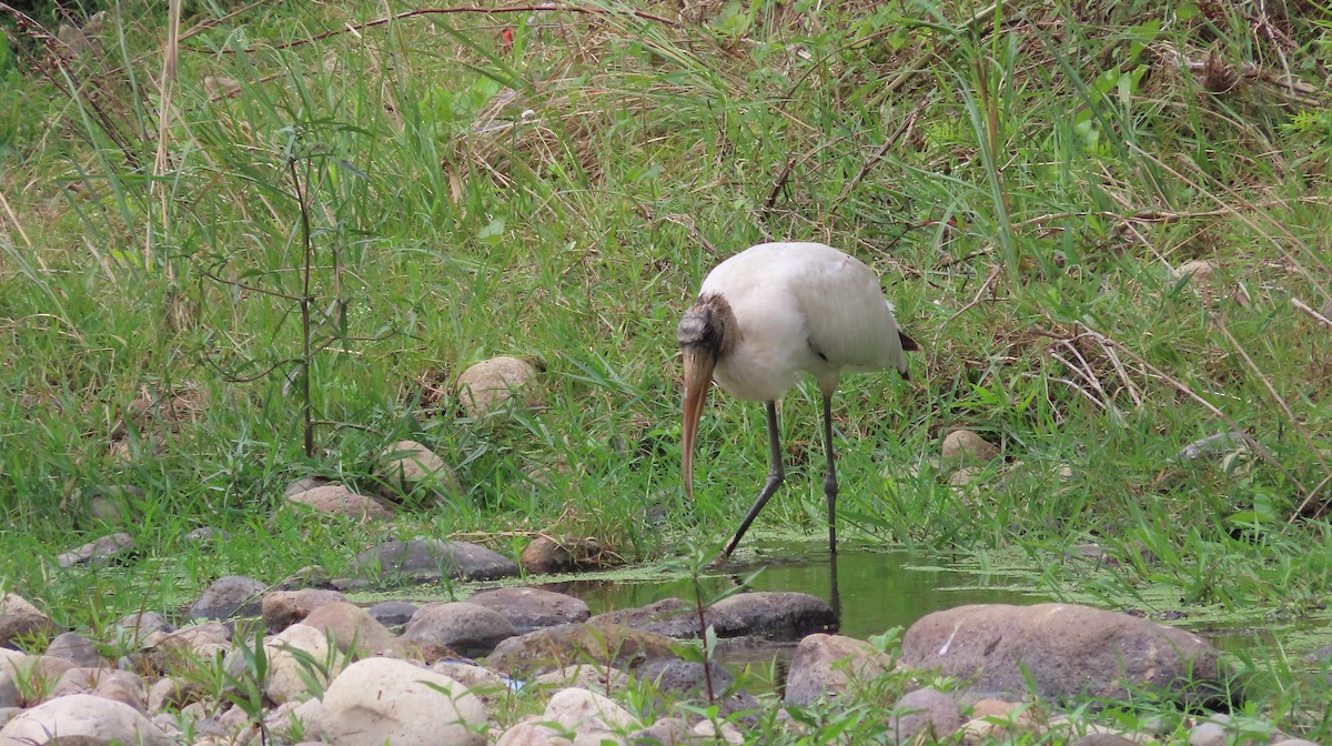 Wood Stork - ML649182780