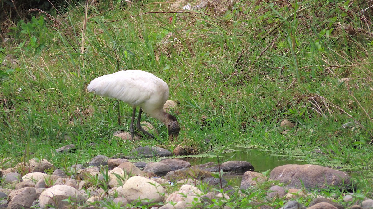 Wood Stork - ML649182781