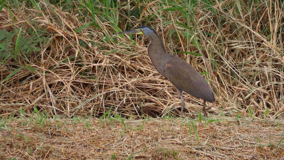 Bare-throated Tiger-Heron - ML649182807