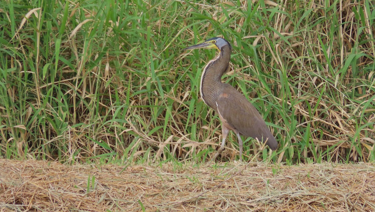 Bare-throated Tiger-Heron - ML649182808
