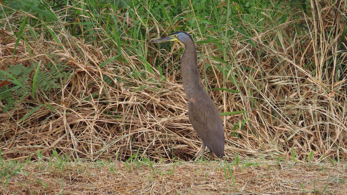 Bare-throated Tiger-Heron - ML649182809