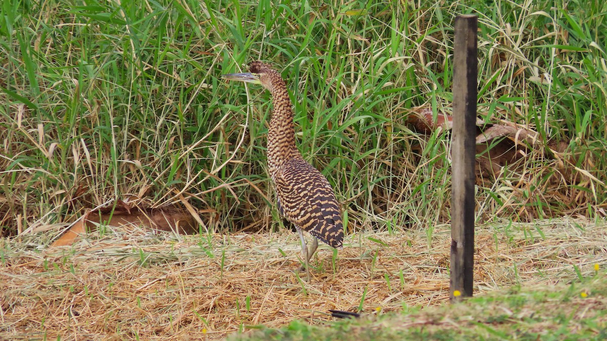 Bare-throated Tiger-Heron - ML649182810
