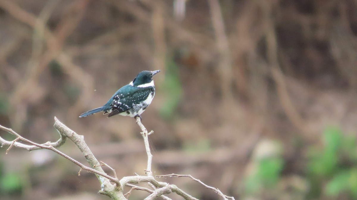 Green Kingfisher - ML649182869