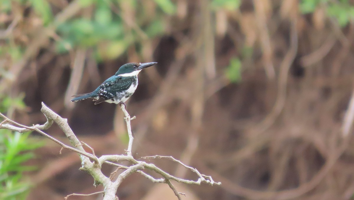 Green Kingfisher - ML649182870
