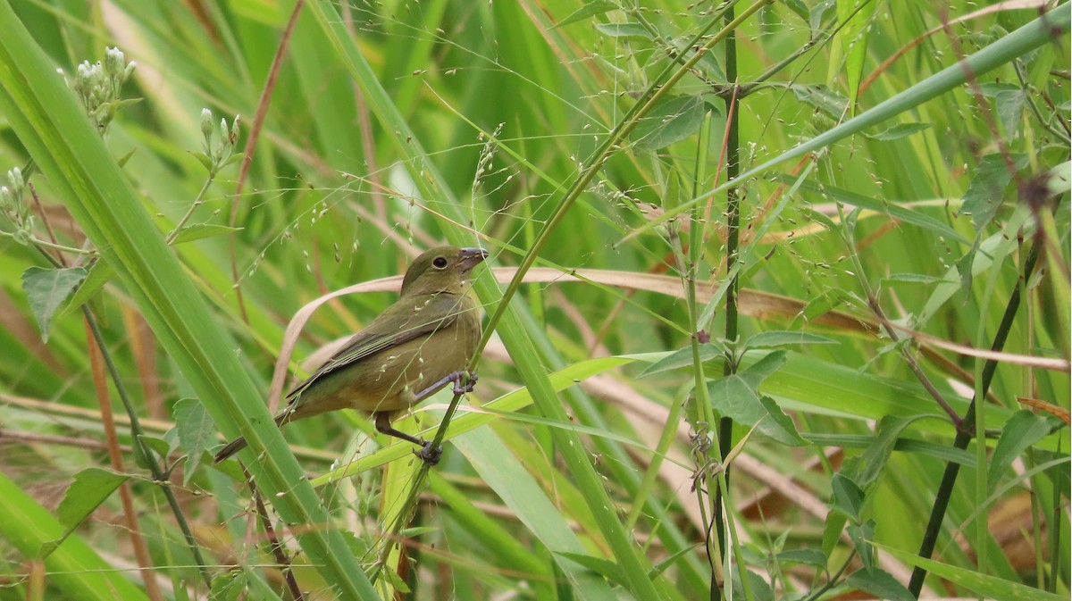 Painted Bunting - ML649182928