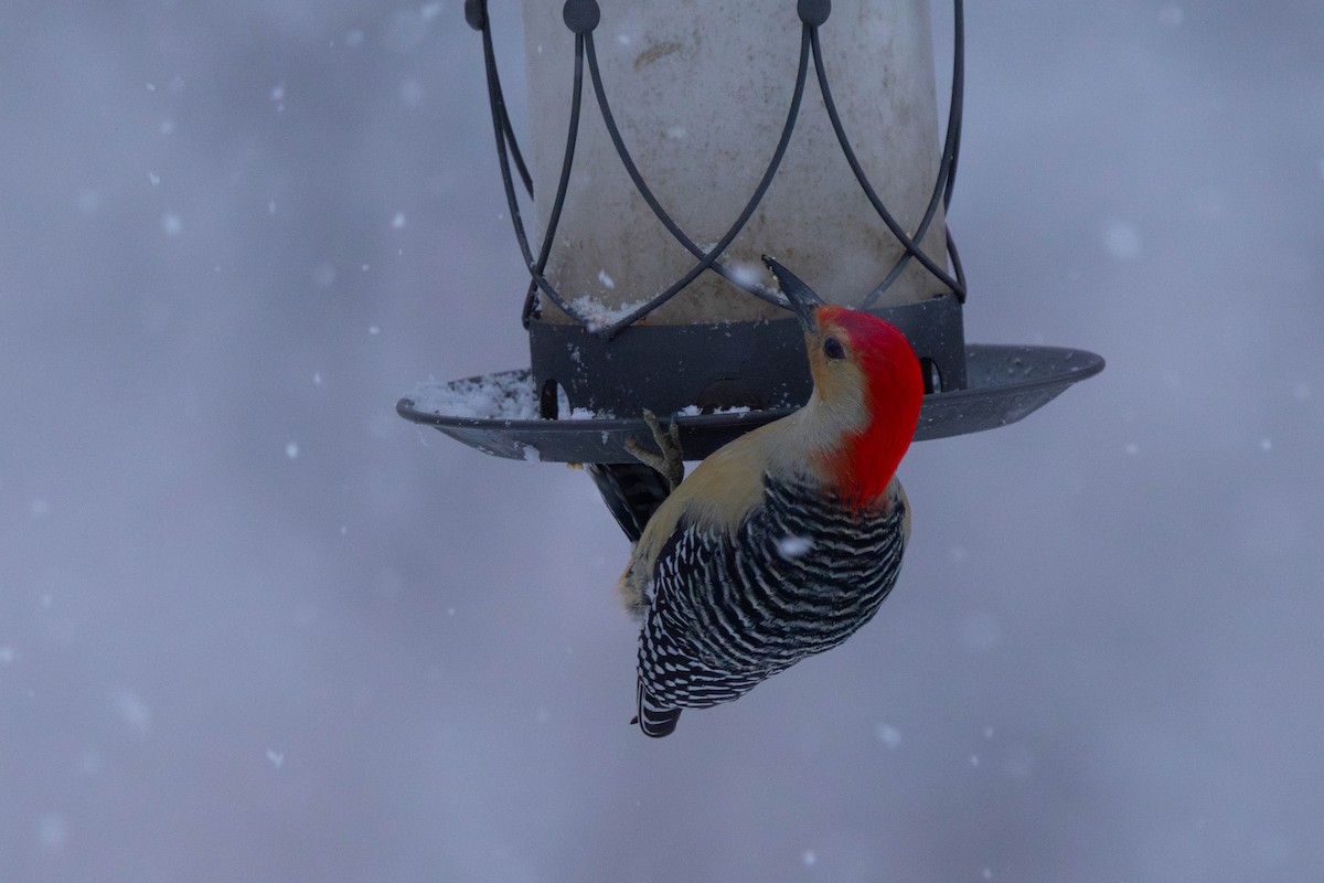 Red-bellied Woodpecker - ML649183022