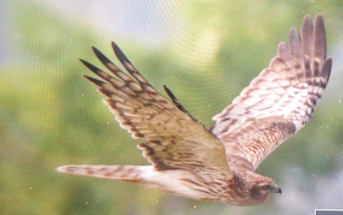 Aguilucho (Circus) sp. - ML649183169