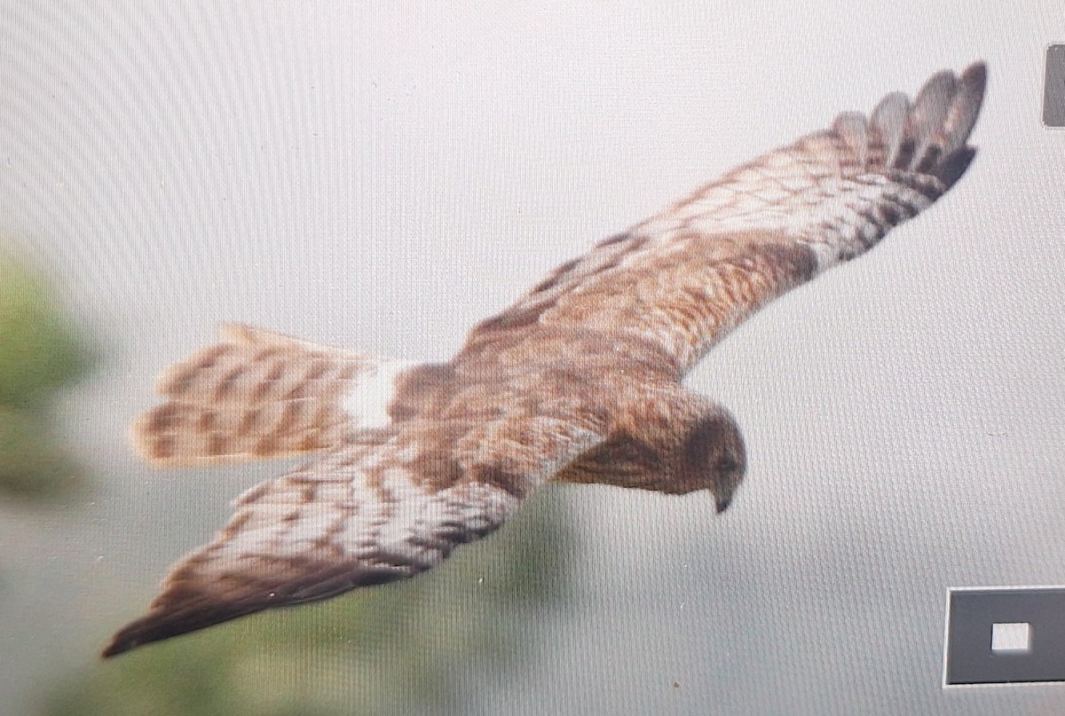 Aguilucho (Circus) sp. - ML649183170