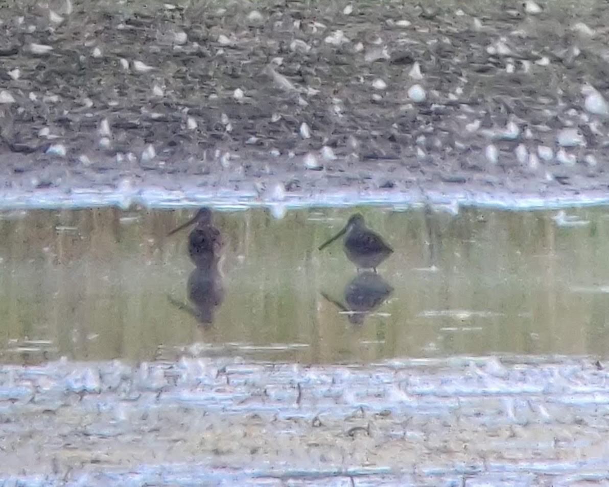 bekasina severoamerická - ML649183220