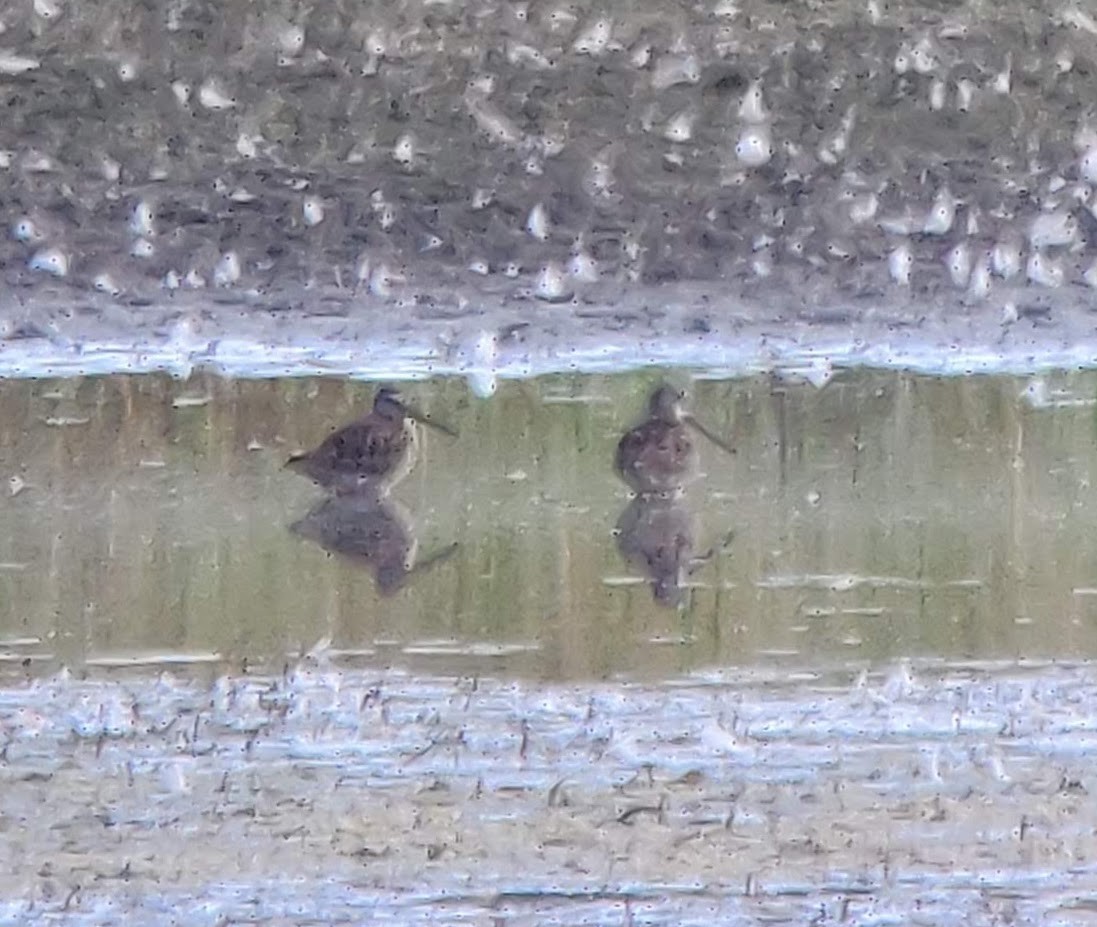 bekasina severoamerická - ML649183221