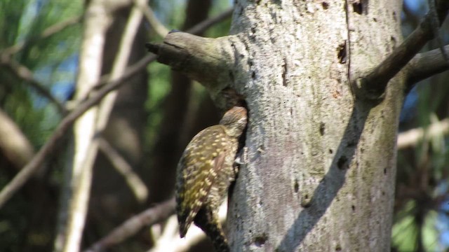 White-spotted Woodpecker - ML649183312