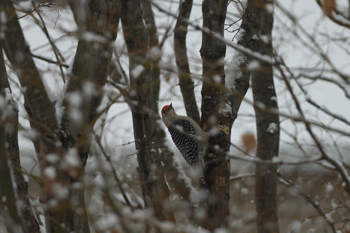Red-bellied Woodpecker - ML649183363