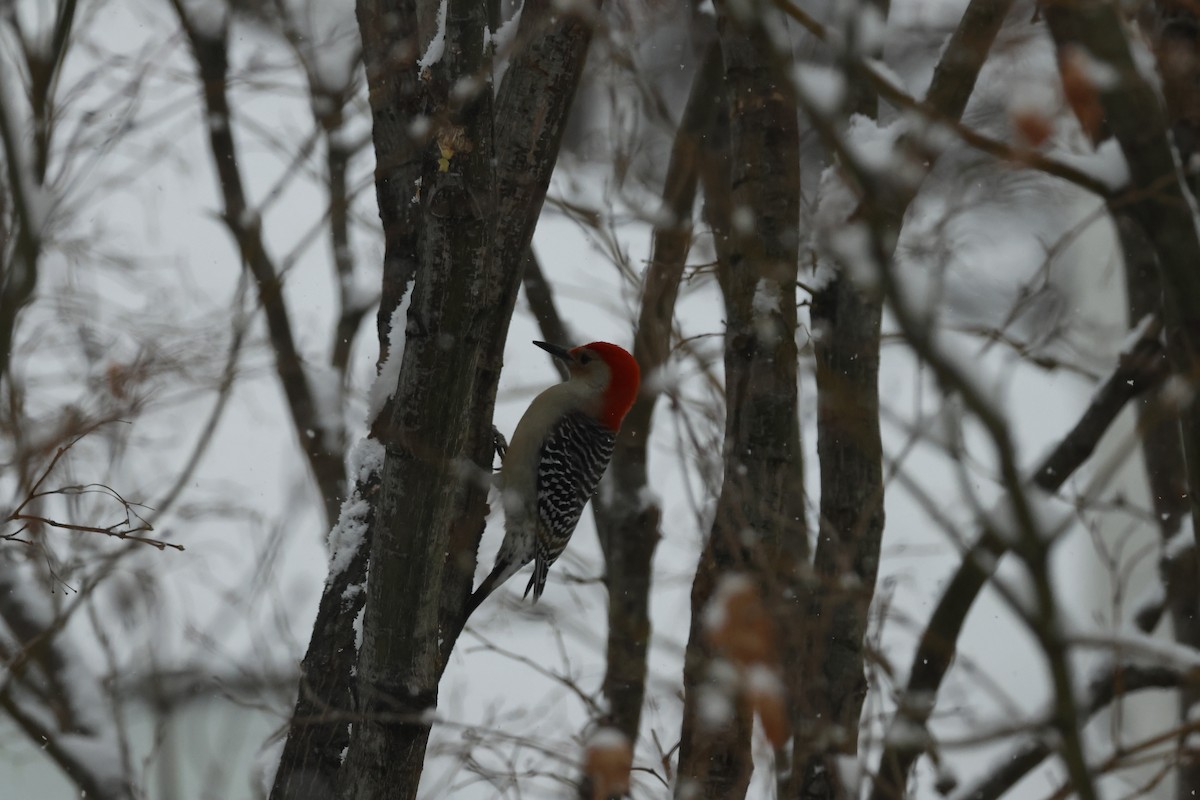 Red-bellied Woodpecker - ML649183377