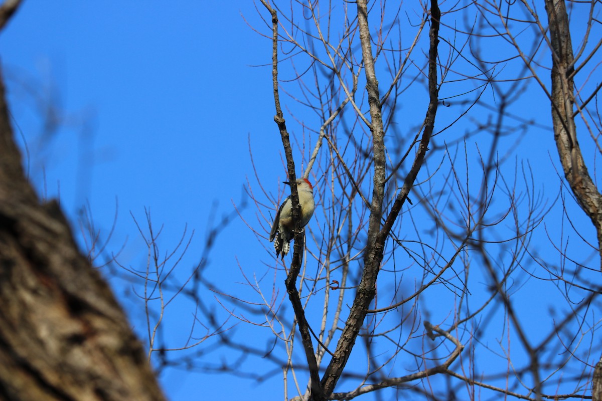 Red-bellied Woodpecker - ML649183445