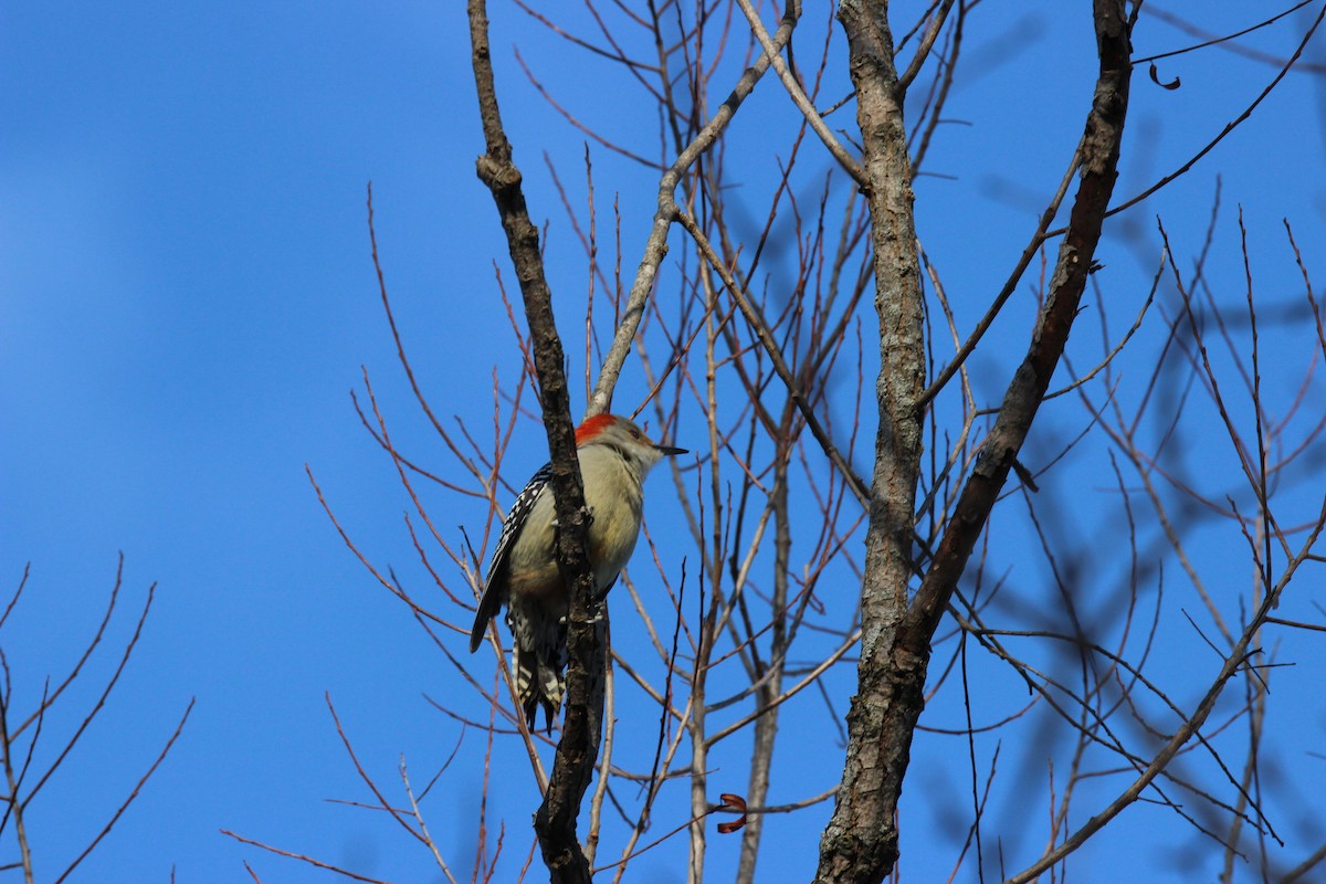 Red-bellied Woodpecker - ML649183446