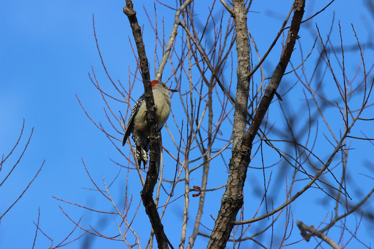 Red-bellied Woodpecker - ML649183447