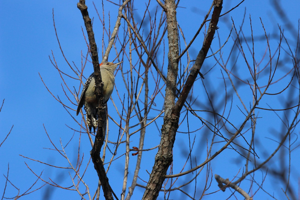 Red-bellied Woodpecker - ML649183448