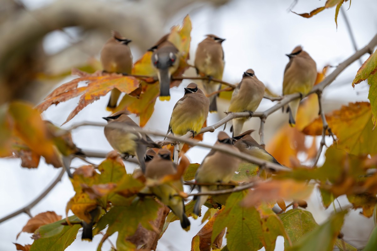 ציצנית אמריקנית - ML649183593