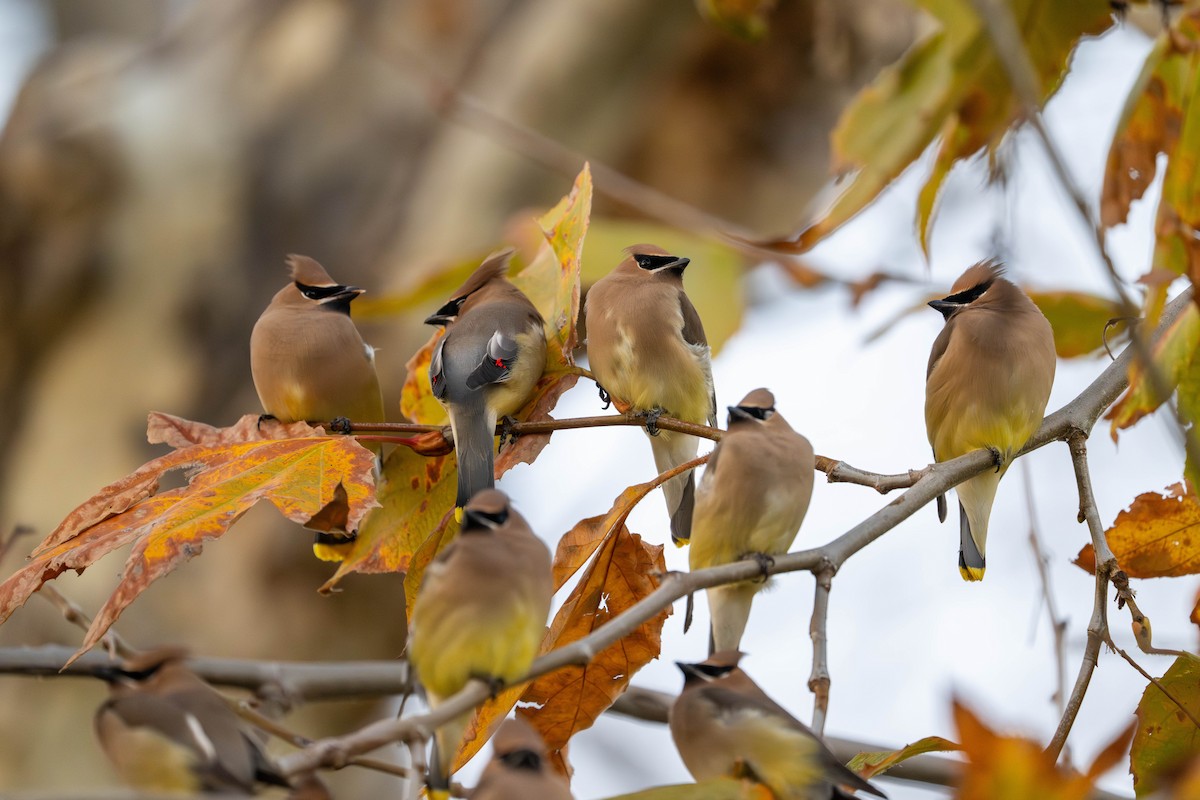 ציצנית אמריקנית - ML649183597