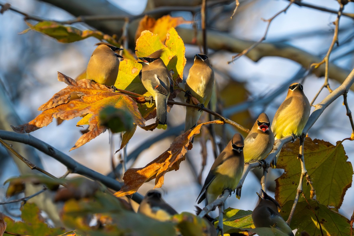 ציצנית אמריקנית - ML649183676