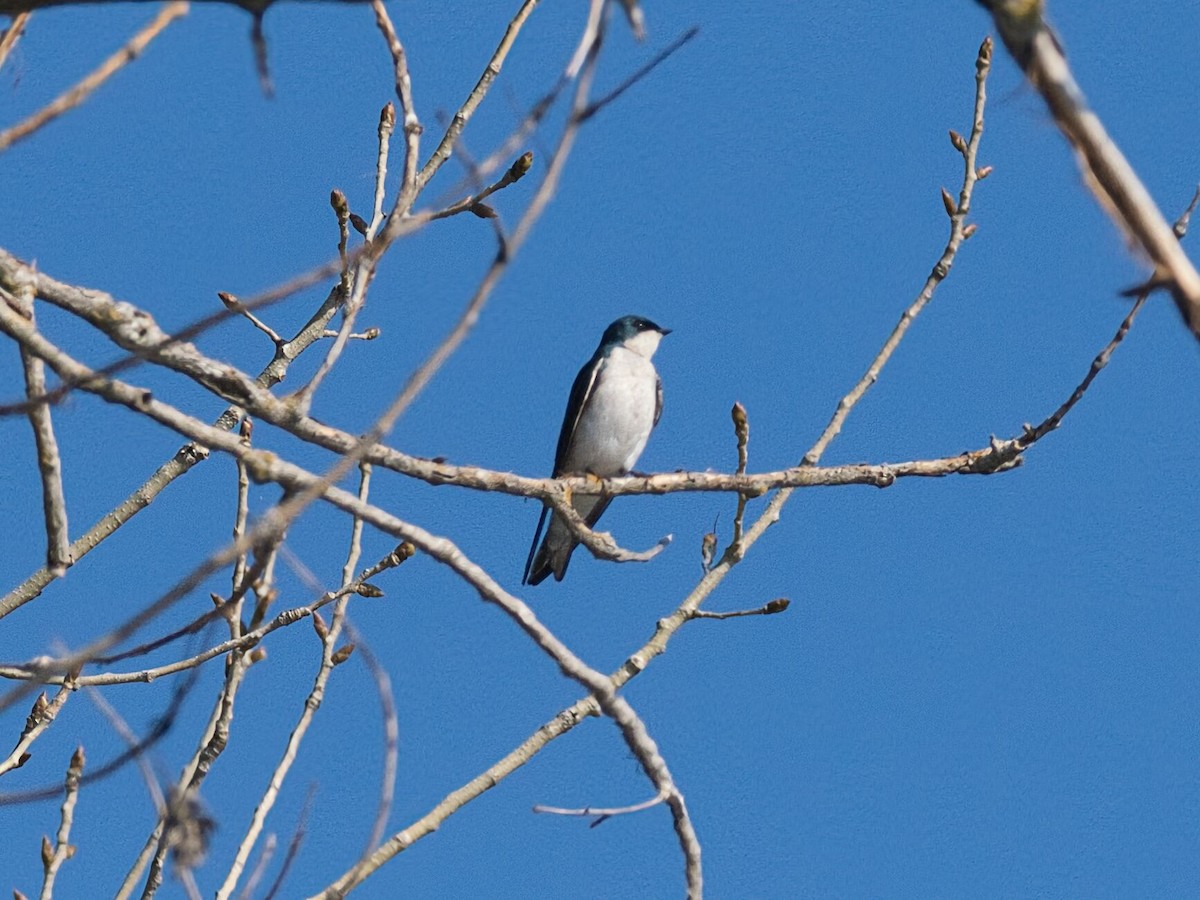 Tree Swallow - ML649183681