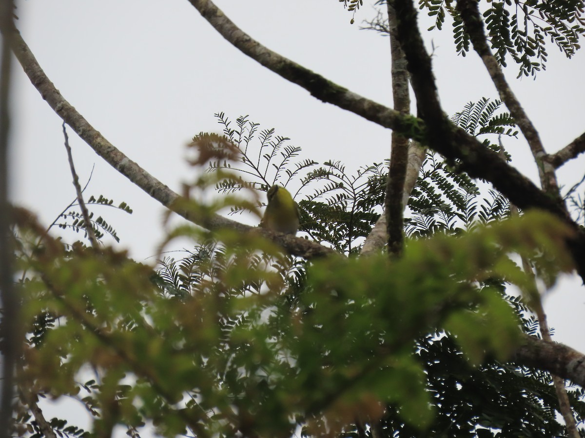 ויראו צהוב-גרון - ML649183739