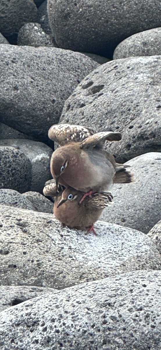 Galapagos Dove - ML649183758