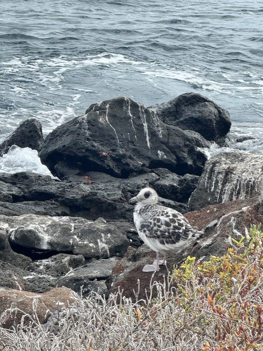 Swallow-tailed Gull - ML649183802