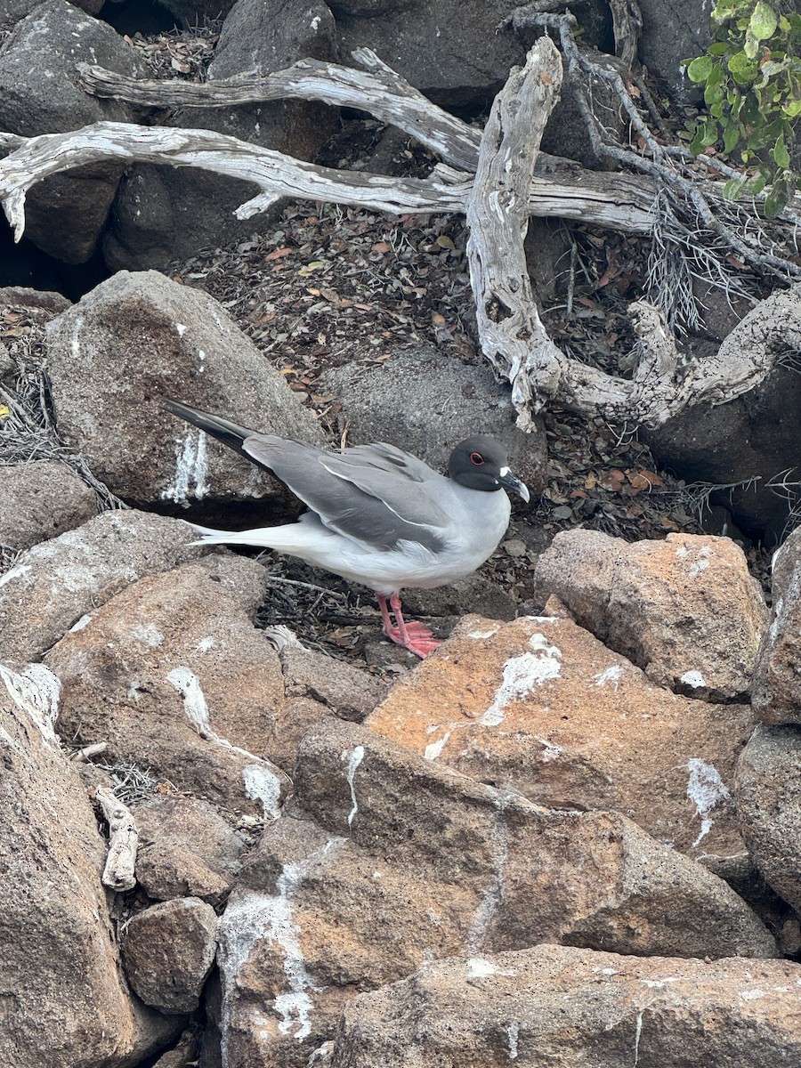 Swallow-tailed Gull - ML649183803