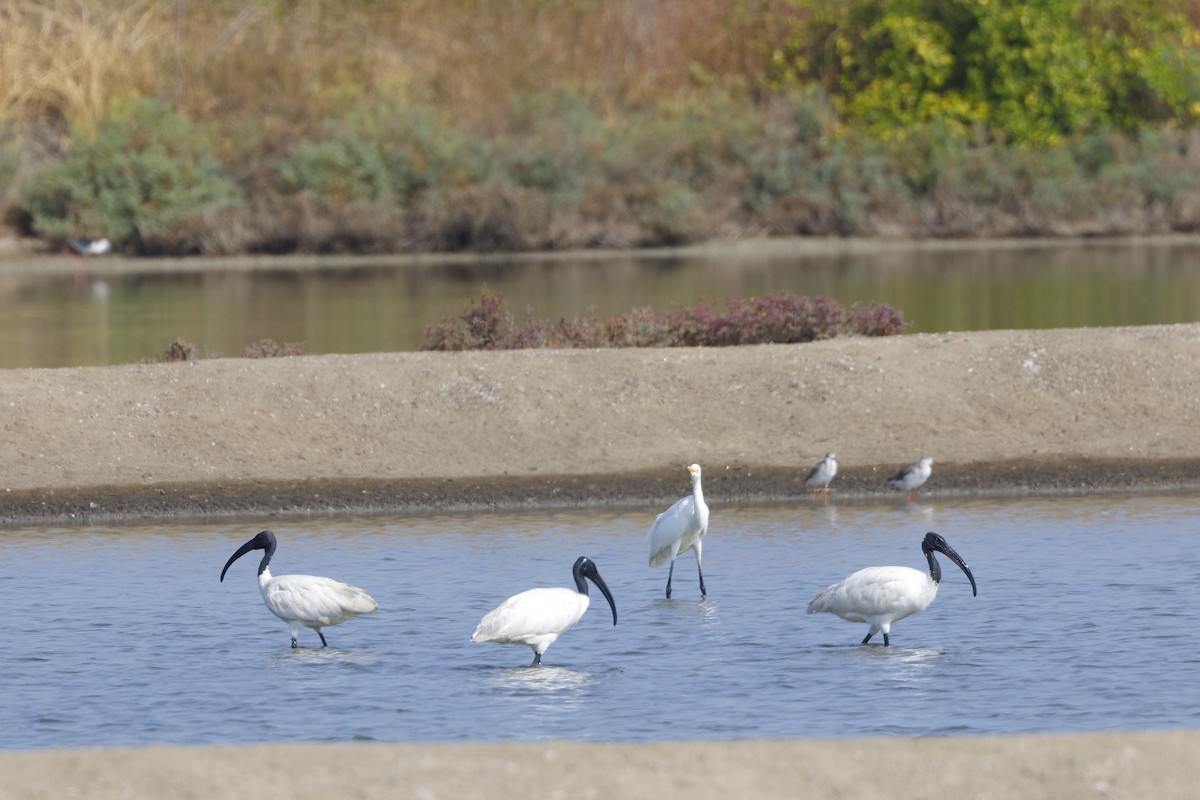 Ібіс сивоперий - ML649183837